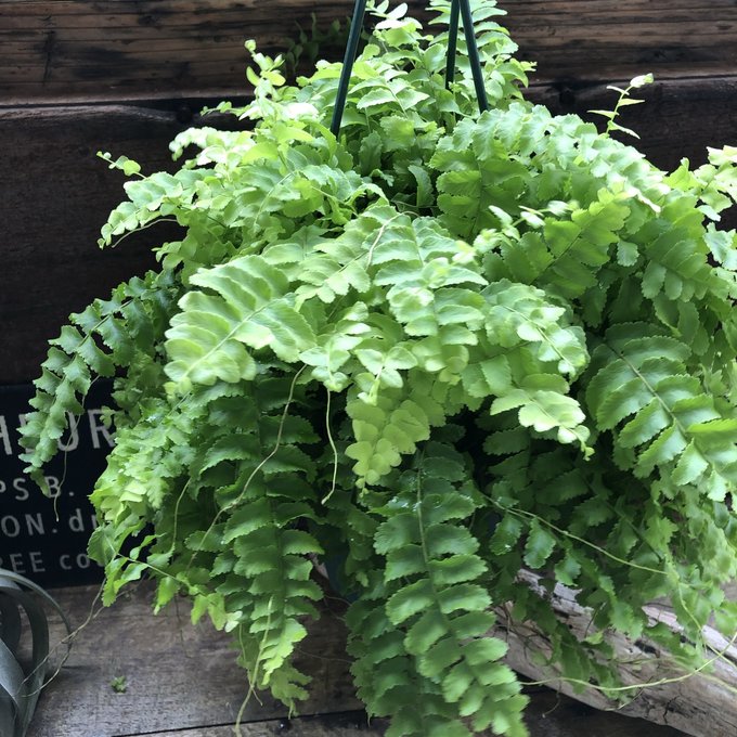 楽天市場】国産 超美品56goro モジャマトフィラム 観葉植物 吊り下げ