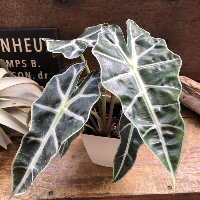 極上 アロカシア メロ オーレア アルボ 極上 アロカシア メロ オーレア アルボ - メルカリ