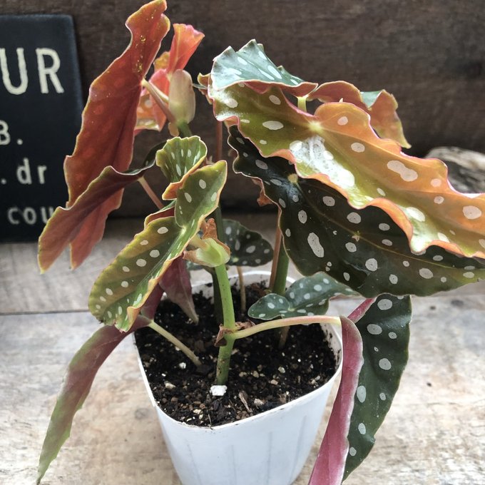 ベゴニア マクラータ 斑入り 3号ポット ベゴニア：マクラータ 3.5号ポット の通販 | 園芸ネット y*o様 3