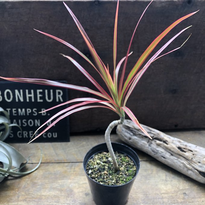 楽天市場】（観葉植物）ドラセナ コンシンネ レインボー 3号（1
