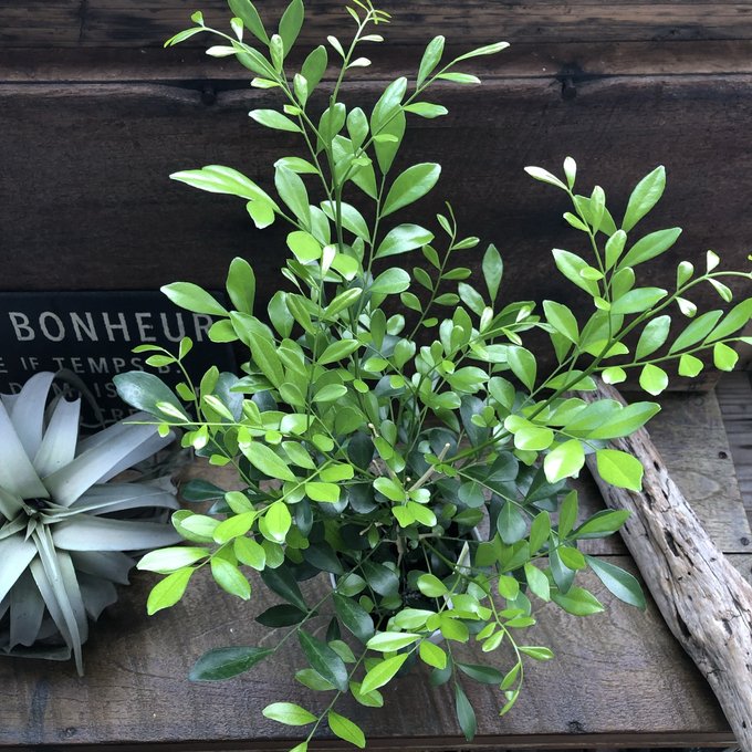 ジャスミン Amazon | ブシロード スリーブコレクション ハイグレード Vol.3572