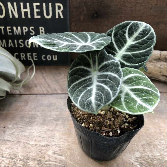 アロエ　メデューサ 楽天市場】観葉植物：アロエ トンガエンシス メデューサ*大型