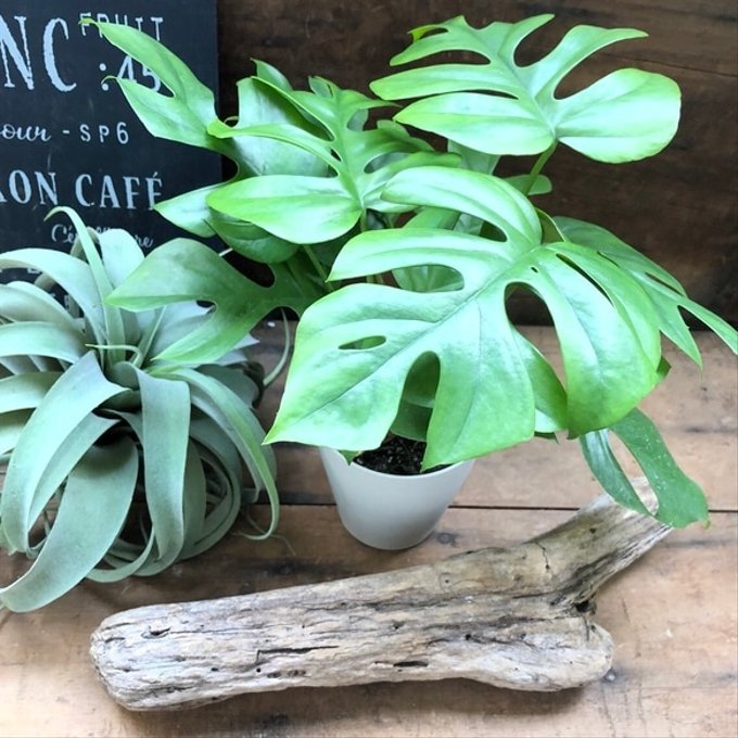 (専用)モンステラ　4 楽天市場】観葉植物【モンステラ属】姫モンステラ4号Sセメント鉢(GG35A