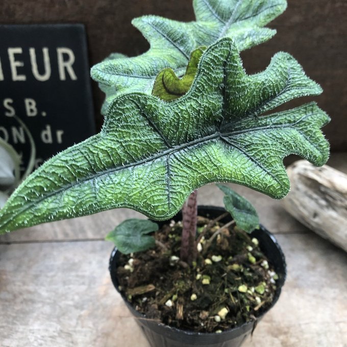 楽天市場】メロ アロカシア 希少 観葉植物 : パリジェンヌ
