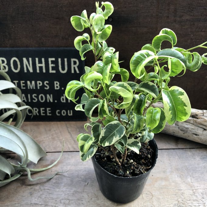 楽天市場】アンスリウム ミシェル Anthurium Michelle by Docblock