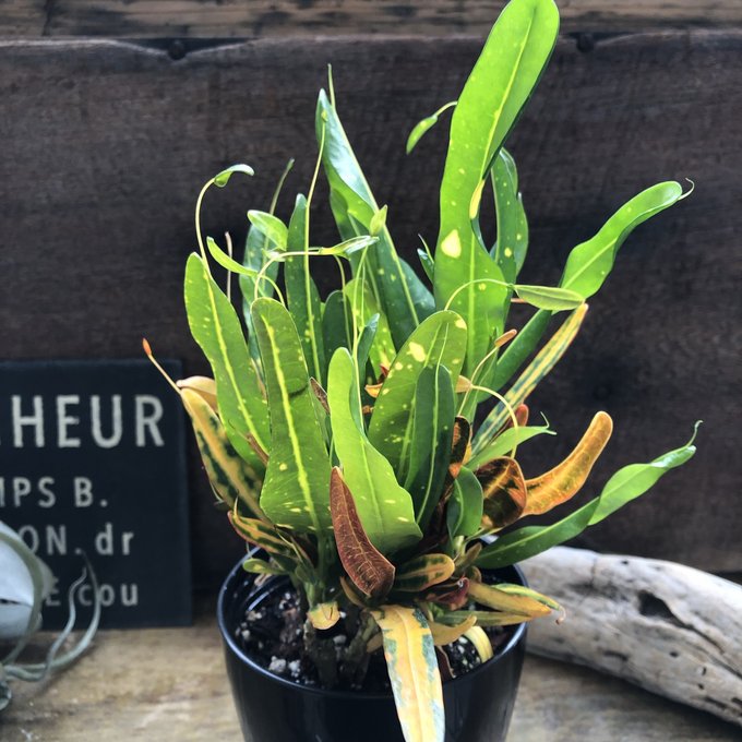 楽天市場】クロトン 観葉植物 人気 トロピカル カラーリーフ おしゃれ