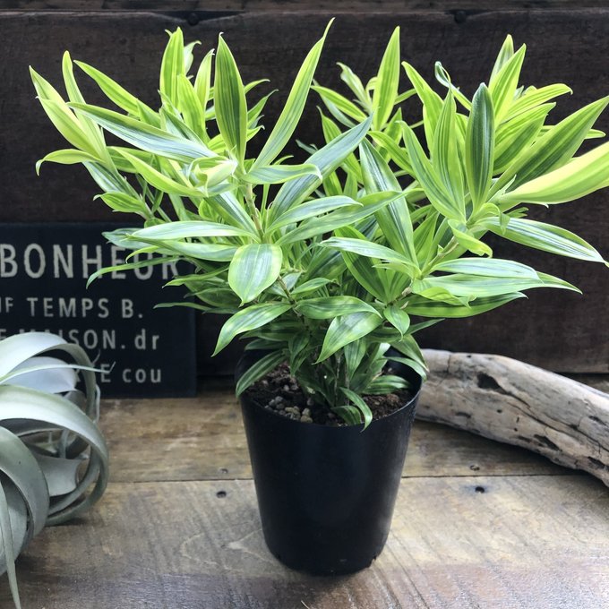 楽天市場】観葉植物 ドラセナ コンシンネ マジェンタ : 花右衛門