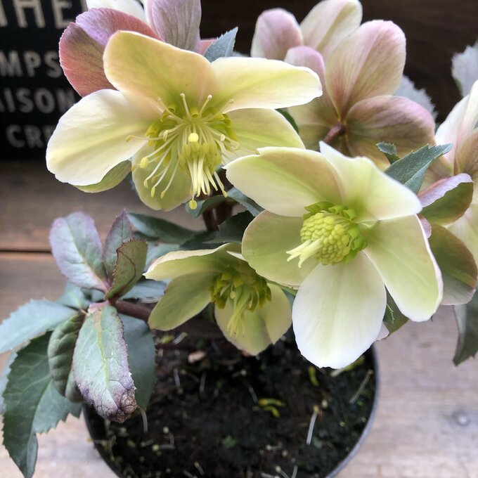 楽天市場】花鉢 八重咲き クリスマスローズ 6号1鉢 【お届け中