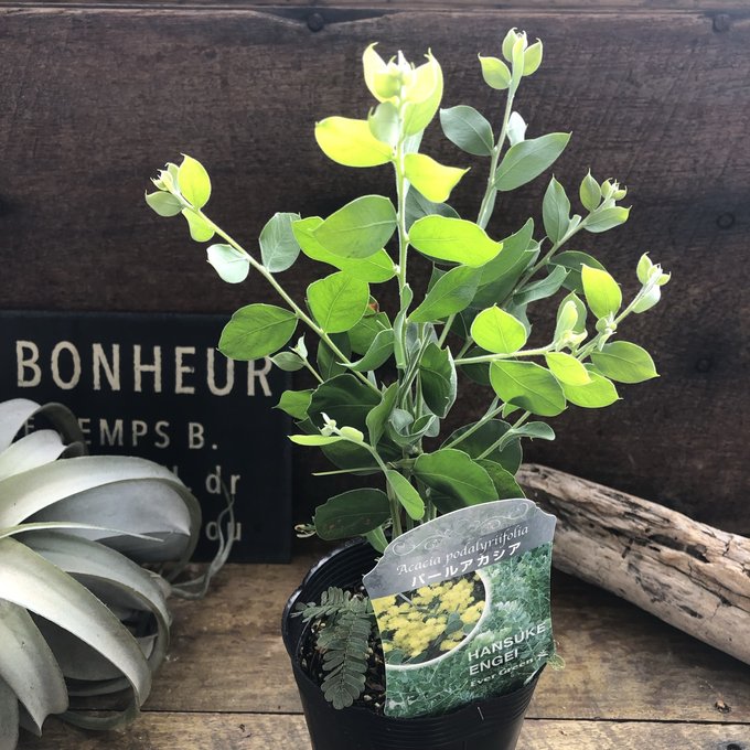 パールアカシア　テラコッタ鉢植え　苗木　ミモザ　シンボルツリー パールアカシア テラコッタ鉢植え 苗 苗木 シンボルツリー
