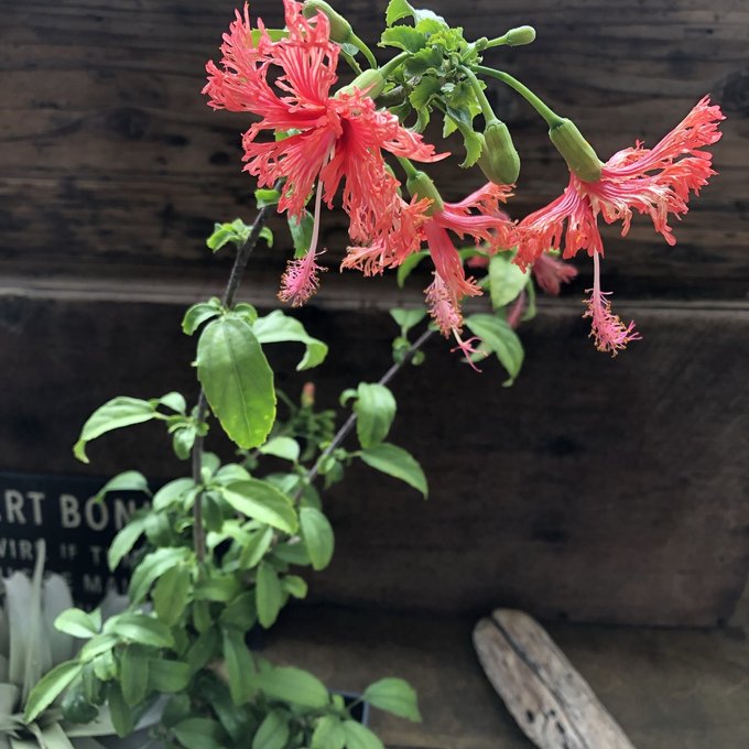 楽天市場】風鈴ウメモドキ苗 風鈴梅擬 : 園芸百貨店何でも揃うこ