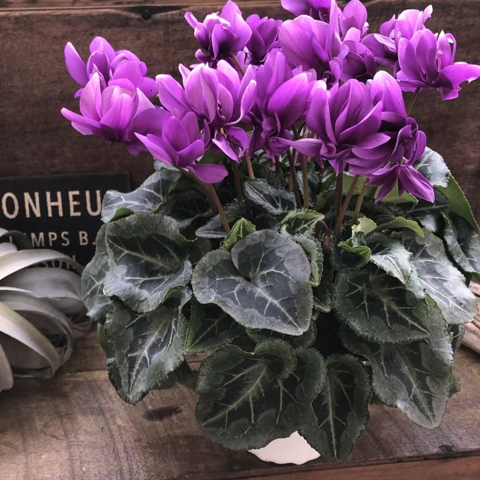 楽天市場】【お得なハーブ10個セット】☆ クッキングハーブ 料理に使え