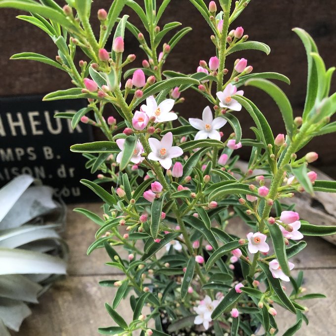 楽天市場】エリオステモン 【プロファッション】 5号鉢苗 : 苗木部