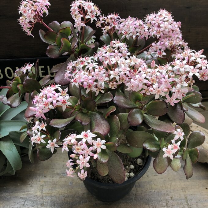 楽天市場】縁起の良い職部で金運アップだ2026年金のなる木 苗 プラ鉢