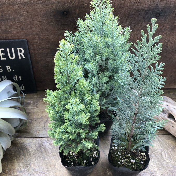 楽天市場】コニファー ムーングロウ 1.6m : 千草園芸