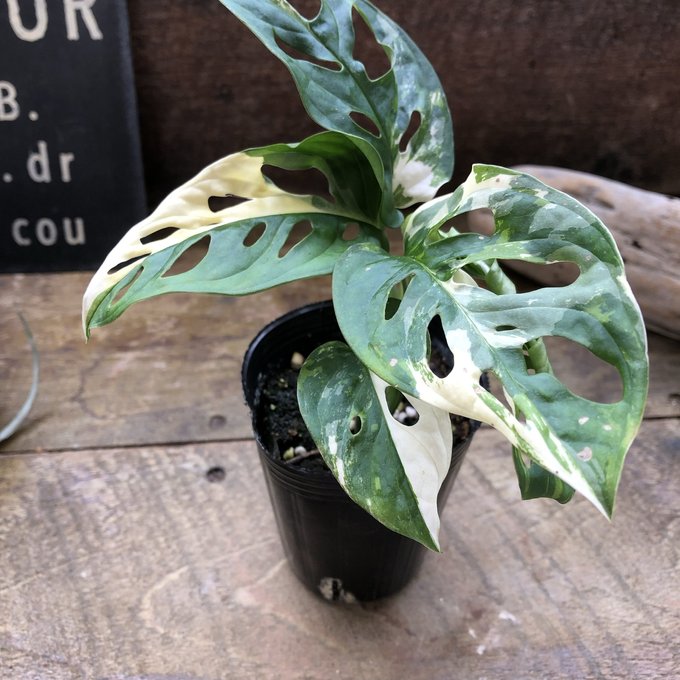 楽天市場】希少 斑入りドラセナ トルネード（5号鉢） 観葉植物 : パリ