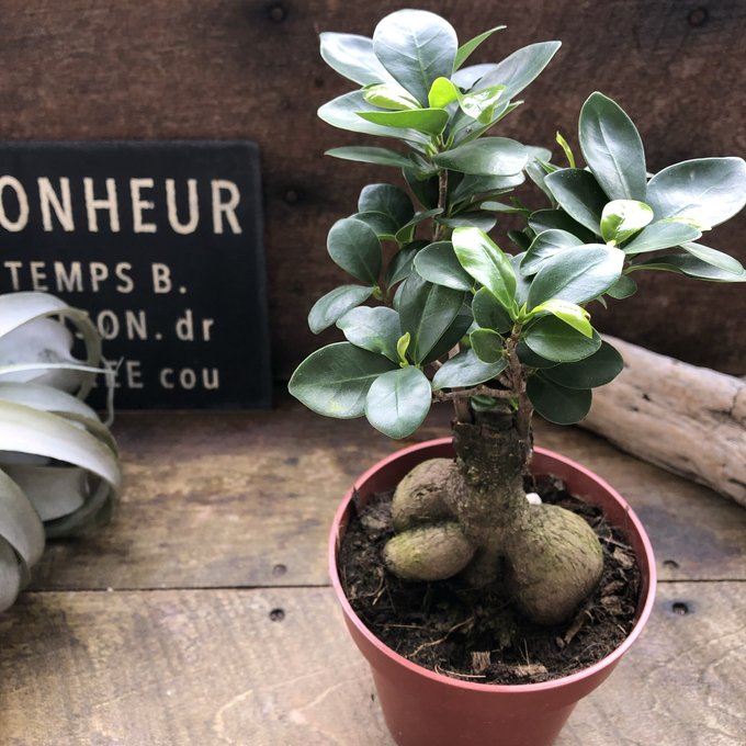 楽天市場】尖閣 センカク ガジュマル ロング 3号サイズ 苗 観葉植物