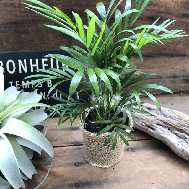 卓子椰子科 テーブルに 観葉植物 インテリア装飾 ガーデニング Doorswindowsstairs Co Uk