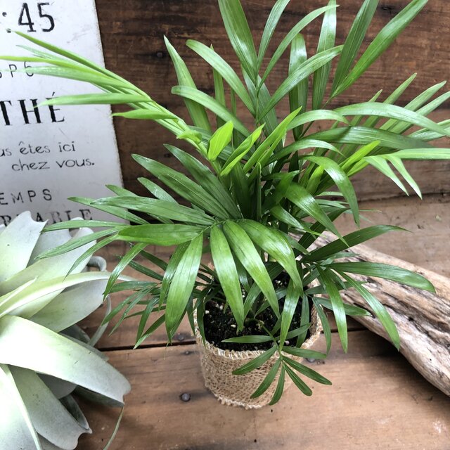テーブルヤシ テーブルに 観葉植物 インテリア ガーデニング Marcsdesign Com