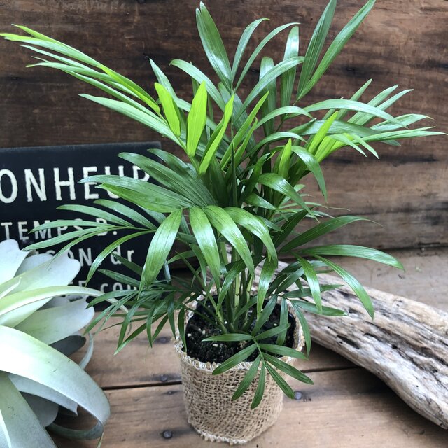 テーブルヤシ テーブルに 観葉植物 インテリア ガーデニング Marcsdesign Com