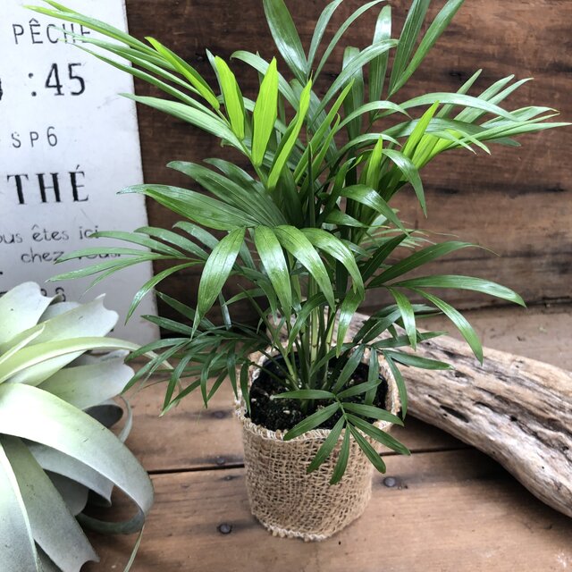 テーブルヤシ テーブルに 観葉植物 インテリア ガーデニング Marcsdesign Com