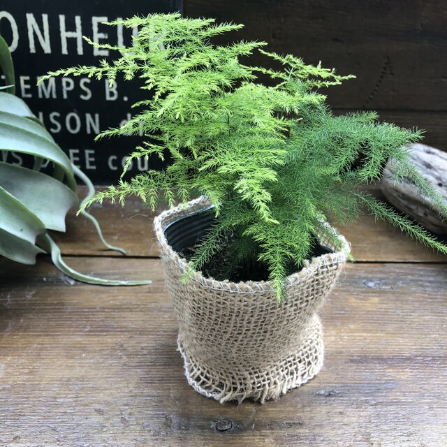 最小の葉っぱ モサモサ アスパラガス ナナス ガーデニング Hotjobsafrica Org