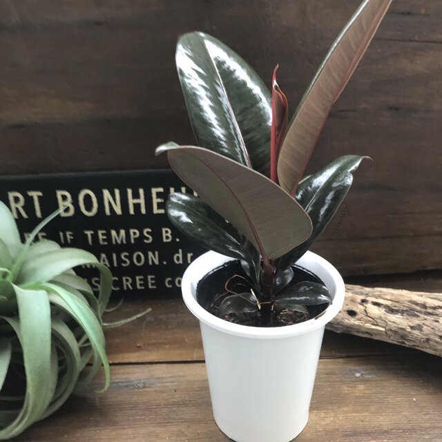 大人シックな観葉植物 バーガンディー 黒ゴムの木 観葉植物フィカス Corcoranglass Com
