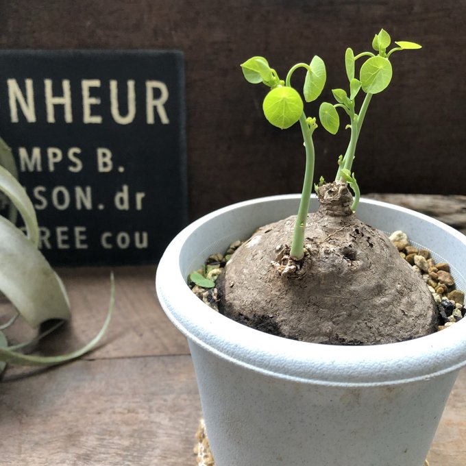 楽天市場】【アデニウム アラビカム】☆ 塊根植物 蛸足 コーデックス 観葉植物 : パリジェンヌ