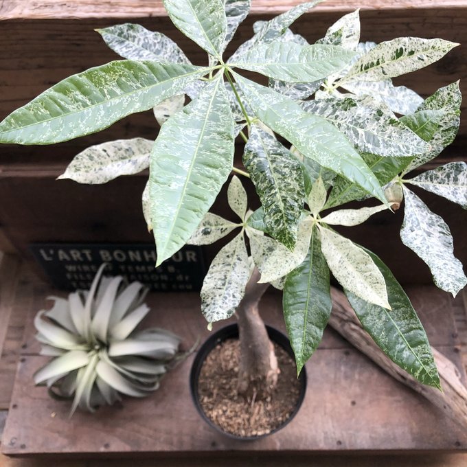 楽天市場】観葉植物 斑入りパキラ ミルキーウェイ 5号鉢 パキラ