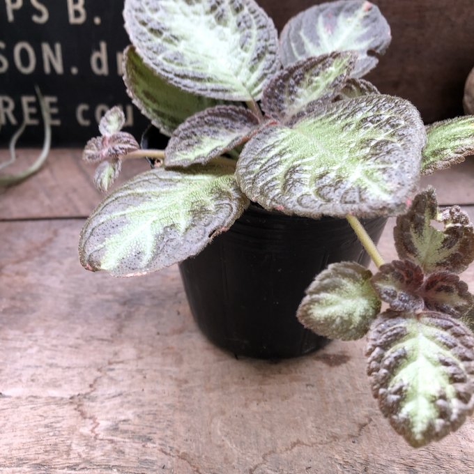 楽天市場】エキゾチカ ホログラム スキンダプサス 希少 観葉植物