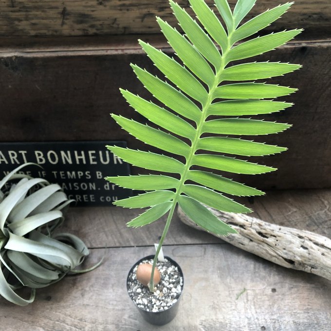 楽天市場】【楽天スーパーセール P5倍】 観葉植物 ディオーン エデュレ