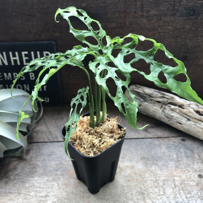 楽天市場】ダイギンリュウ 商売繁盛の木 大銀竜 縁起物 多肉植物 インテリア ガーデニング : パリジェンヌ