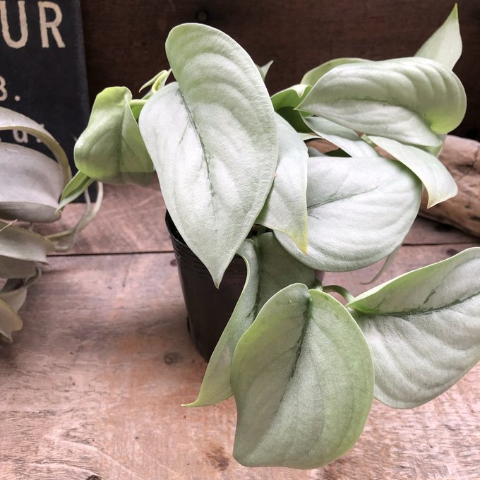 楽天市場】シッサス アマゾニカ 観葉植物 シルバーリーフ販売 通販