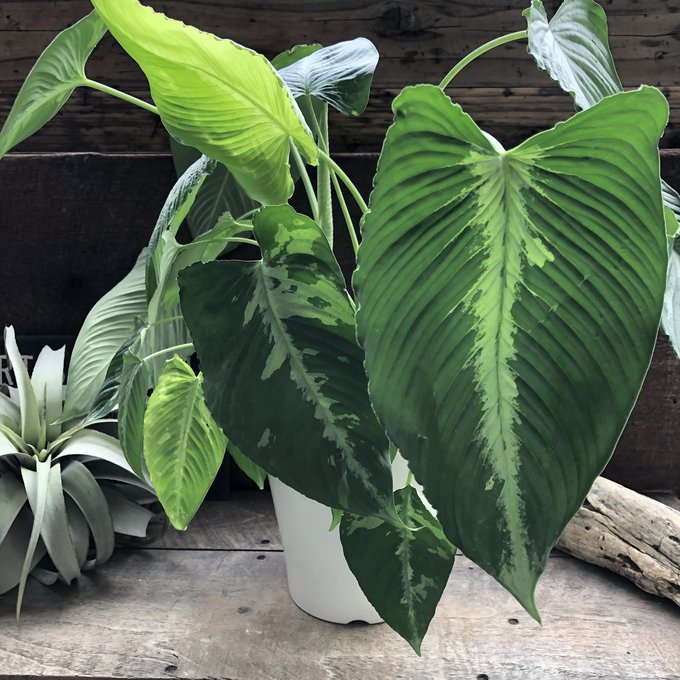 楽天市場】観葉植物 スキスマトグロッティス ワリシー 4号鉢 観葉植物