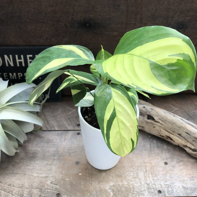 楽天市場】PLANCHU 観葉植物 クテナンテ セトサ 6号鉢 受け皿