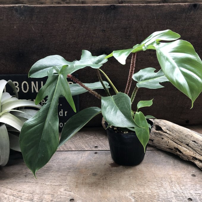 フィロデンドロン3種類セット　ゴールデンクロコダイル、ナロー、スクアミフェルム おしゃれ 観葉植物：フィロデンドロン スクアミフェルム*5号