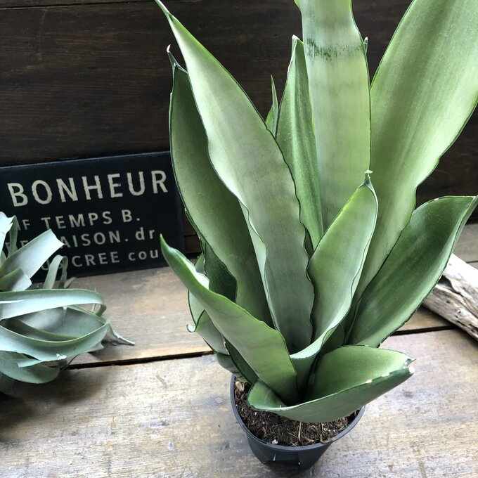【ムーンシャイン】★ サンスベリア 超希少 観葉植物 空気清浄 幸運 マイナスイオン 空気清浄の木 多肉植物 体に良い 観葉植物 室内向き 育てやすい 丈夫 お部屋 インテリア 初心者向け プレゼント ギフト 送料無料 4,395円