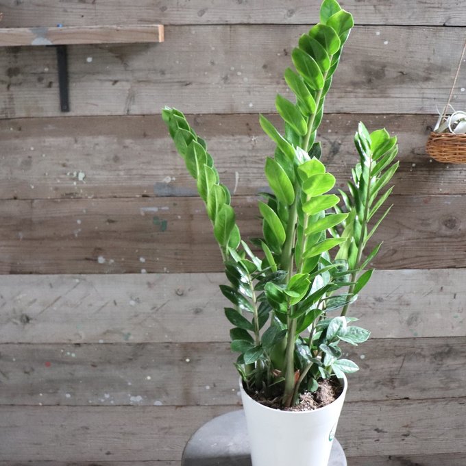 楽天市場】【観葉植物】 ザミア フロリダーナ 8号 大型大株 分岐 多頭