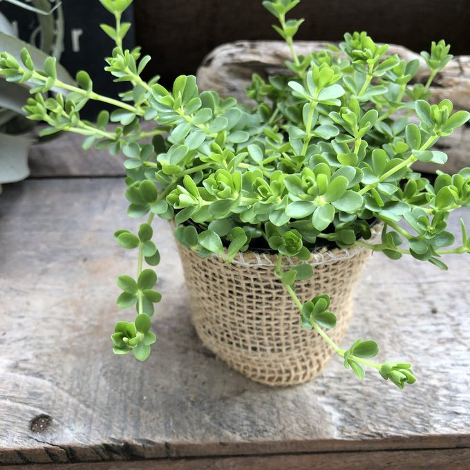 楽天市場】【 アロマティカス 】 ☆ 多肉植物 虫よけ ハーブ 苗 根付き ゴキブリ対策 ミントの甘い香り 芳香 玄関 効能 地植え 花 ３号ポット  プレクトランサス 大人気 観葉植物 室内 アロマ 香り セダム かわいい モリモリ 育てやすい 初心者向け 送料無料 : パリジェンヌ