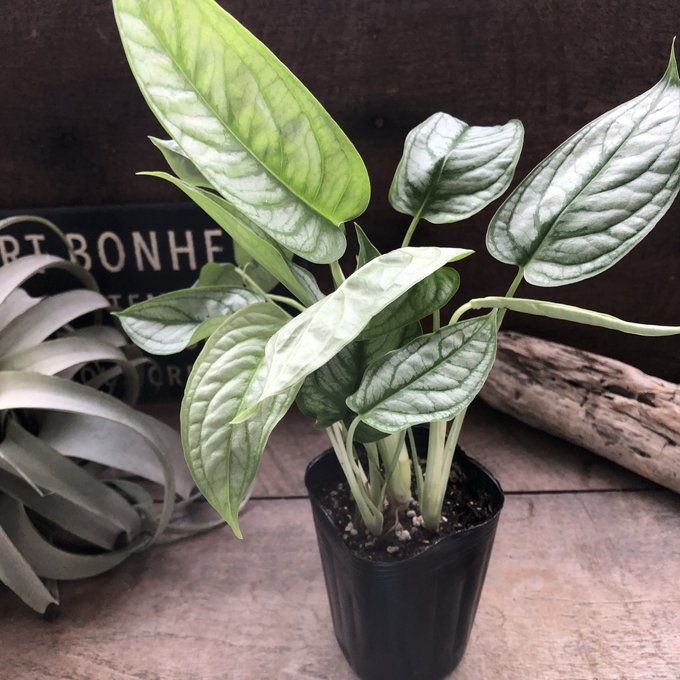 斑入りモンステラ☆希少高級品最高セブブルーミントドリルつきトップカット