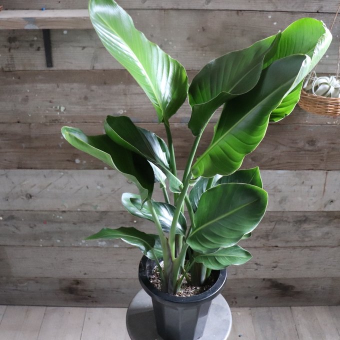 楽天市場】【モンステラ】☆ 6号 観葉植物 立派な観葉植物