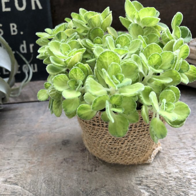 楽天市場】【 アロマティカス 】 ☆ 多肉植物 虫よけ ハーブ 苗 根付き ゴキブリ対策 ミントの甘い香り 芳香 玄関 効能 地植え 花 ３号ポット  プレクトランサス 大人気 観葉植物 室内 アロマ 香り セダム かわいい モリモリ 育てやすい 初心者向け 送料無料 : パリジェンヌ