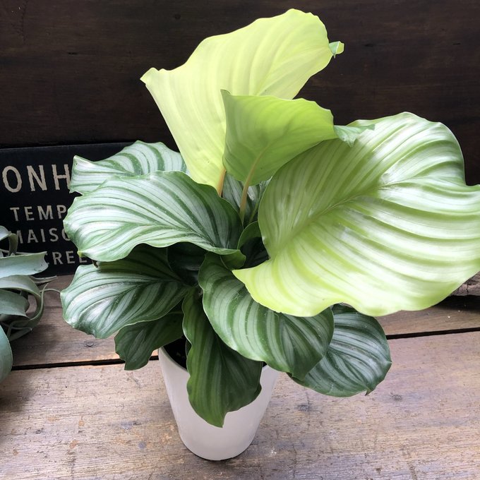 楽天市場】アンスリウム ベイチー 4号ポット 観葉植物 希少 : パリジェンヌ