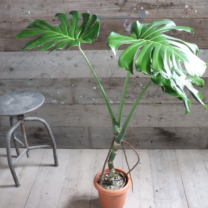 楽天市場】希少！ モンステラ エスケレート 6号鉢 Monstera esqueleto