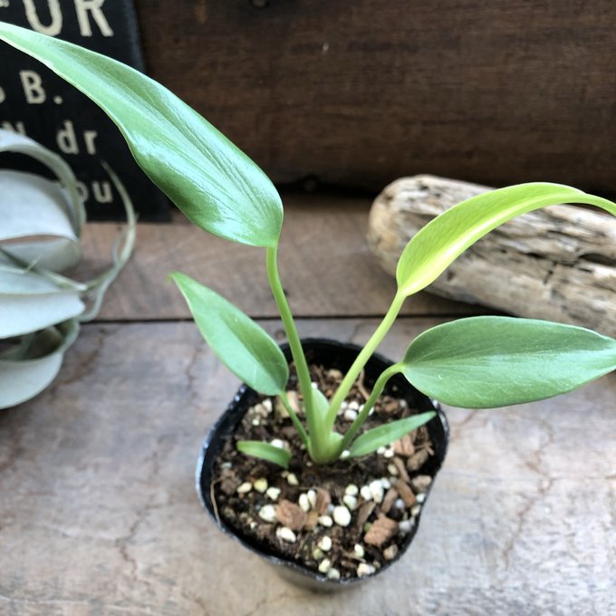 楽天市場】モンステラ ボルシギアナ オーレア 希少 観葉植物 楽天市場】モンステラ ボルシギアナ オーレア 希少 観葉植物