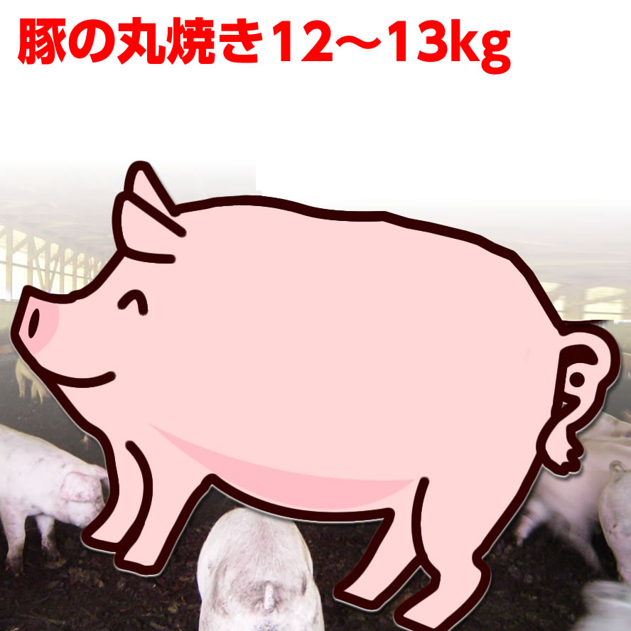 楽天市場 豚の丸焼き12 13kg 仔豚 子豚 子ぶた 仔ぶた 丸焼き まる焼き バーベキュー q 受注製造のためキャンセル不可 サンライズファーム ハムギフト