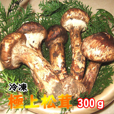 【楽天市場】国産松茸 300g（まつたけ）極上松茸（マツタケ