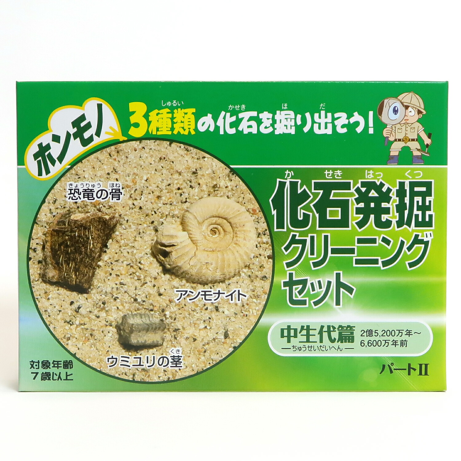 楽天市場】化石発掘セット 三葉虫 本物の三葉虫の化石付き 化石