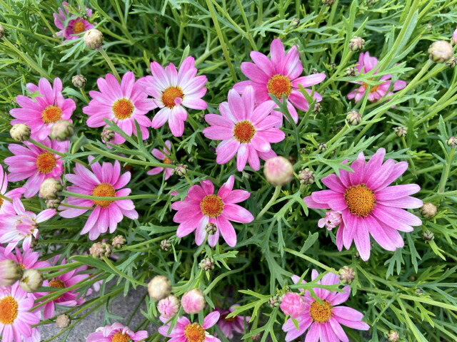 楽天市場】【花苗】マーガレット スウィートピンク 9cmポット 1苗 農林