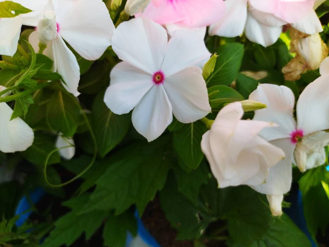 日本トキソウ【3.5号ポット】10点 楽天市場】日本トキソウ 白花 3.5号 : 千草園芸