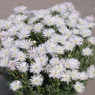 楽天市場】デロスペルマ 白 黄 9cm 10個セット 耐寒性マツバギク